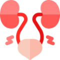 Genitourinary System