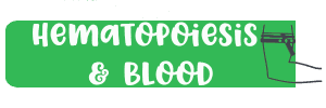 Hematopoiesis and blood